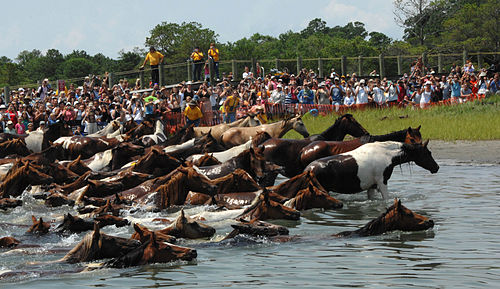 Chincoteague Pony Swim